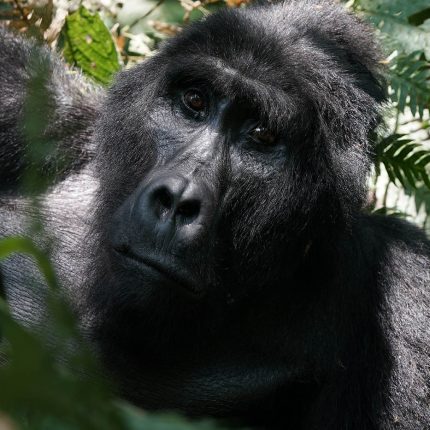 An Exclusive Wellness Safari In The Uganda Wilderness