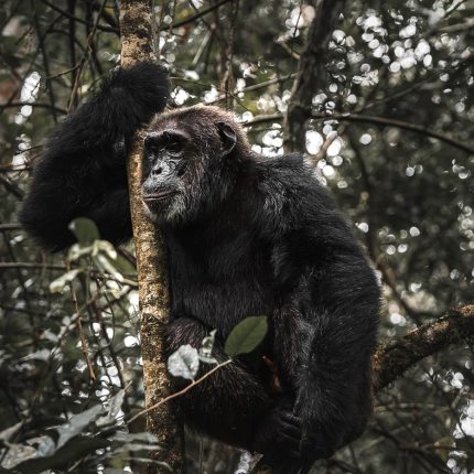 Chimpanzee Tracking Experience