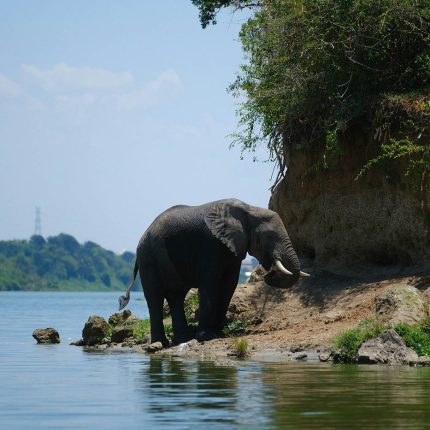 An Exclusive Photographic Safari Experience