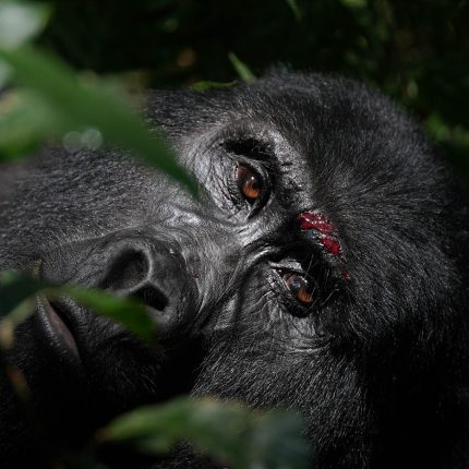 Gorilla Trekking Safari Experience In Uganda
