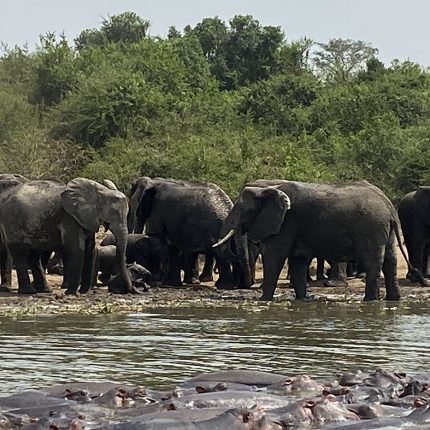 Uganda Tours And Safaris